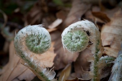 Image 5552 - Professional Wildflowers photography by Bobby Shull