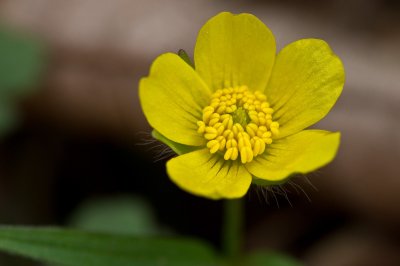Image 5553 - Professional Wildflowers photography by Bobby Shull