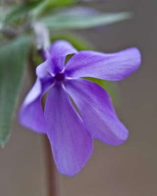 Image 5561 - Professional Wildflowers photography by Bobby Shull