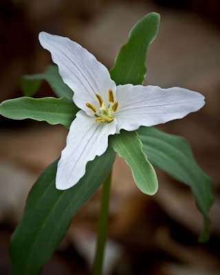 Image 5592 - Professional Wildflowers photography by Bobby Shull