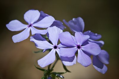 Image 6250 - Professional Wildflowers photography by Bobby Shull