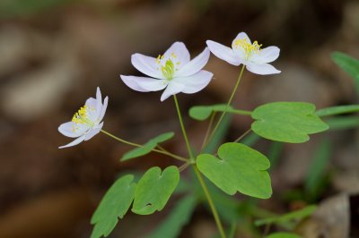 Image 6256 - Professional Wildflowers photography by Bobby Shull