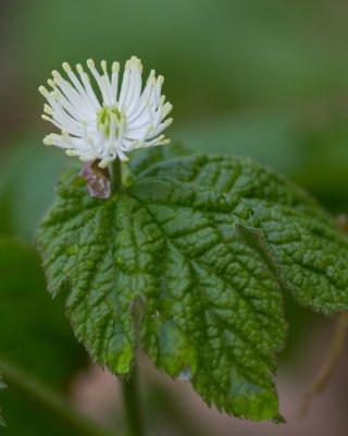 Image 6285 - Professional Wildflowers photography by Bobby Shull