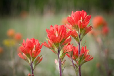 Image 6888 - Professional Wildflowers photography by Bobby Shull