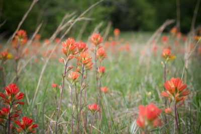 Image 6902 - Professional Wildflowers photography by Bobby Shull