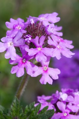 Image 6909 - Professional Wildflowers photography by Bobby Shull