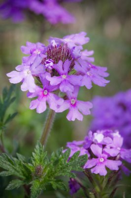 Image 6911 - Professional Wildflowers photography by Bobby Shull