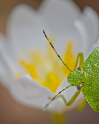 Image 7154 - Professional Wildflowers photography by Bobby Shull