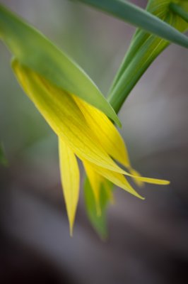 Image 7295 - Professional Wildflowers photography by Bobby Shull