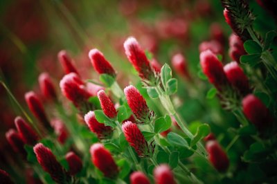 Image 7878 - Professional Wildflowers photography by Bobby Shull