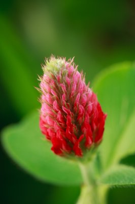 Image 7908 - Professional Wildflowers photography by Bobby Shull