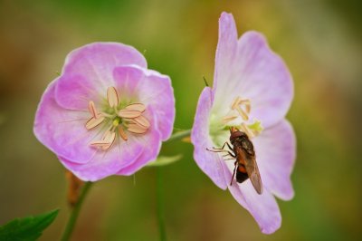 Image 7933 - Professional Wildflowers photography by Bobby Shull