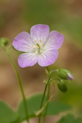 Image 8027 - Professional Wildflowers photography by Bobby Shull