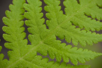 Image 8031 - Professional Wildflowers photography by Bobby Shull