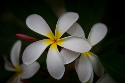 Image 8791 - Professional Wildflowers photography by Bobby Shull