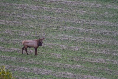 Image 0164 - Professional Wildlife photography by Bobby Shull