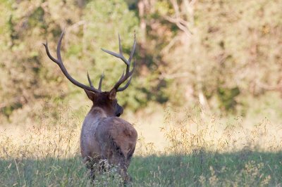 Image 0216 - Professional Wildlife photography by Bobby Shull