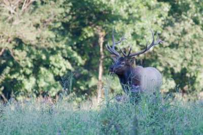 Image 0227 - Professional Wildlife photography by Bobby Shull