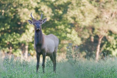 Image 0251 - Professional Wildlife photography by Bobby Shull