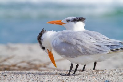 Image 0254 - Professional Wildlife photography by Bobby Shull