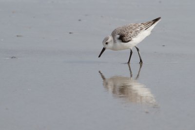 Image 0290 - Professional Wildlife photography by Bobby Shull