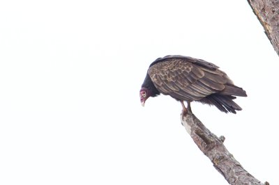 Image 0347 - Professional Wildlife photography by Bobby Shull