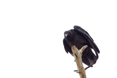 Image 0351 - Professional Wildlife photography by Bobby Shull