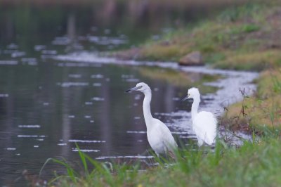 Image 0354 - Professional Wildlife photography by Bobby Shull