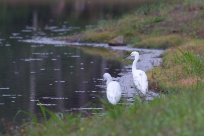 Image 0359 - Professional Wildlife photography by Bobby Shull