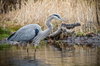 Image 0385 - Professional Wildlife photography by Bobby Shull