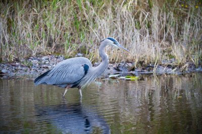 Image 0390 - Professional Wildlife photography by Bobby Shull