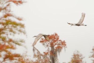 Image 0489 - Professional Wildlife photography by Bobby Shull