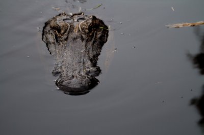 Image 0558 - Professional Wildlife photography by Bobby Shull