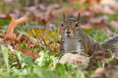 Image 0588 - Professional Wildlife photography by Bobby Shull