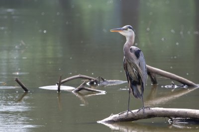 Image 0797 - Professional Wildlife photography by Bobby Shull
