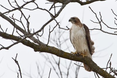 Image 2019 - Professional Wildlife photography by Bobby Shull