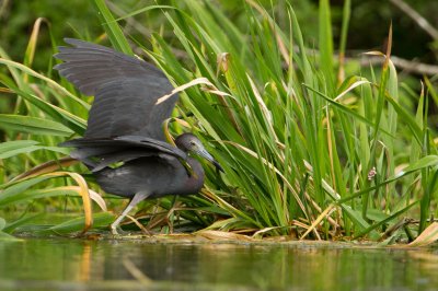 Image 2085 - Professional Wildlife photography by Bobby Shull