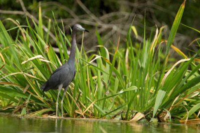 Image 2091 - Professional Wildlife photography by Bobby Shull