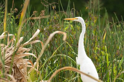 Image 2171 - Professional Wildlife photography by Bobby Shull