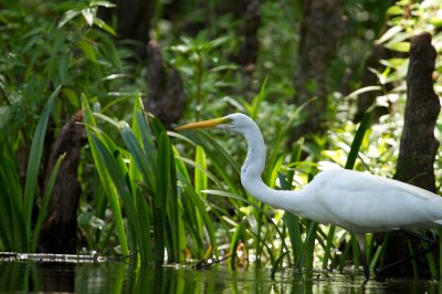 Image 2230 - Professional Wildlife photography by Bobby Shull