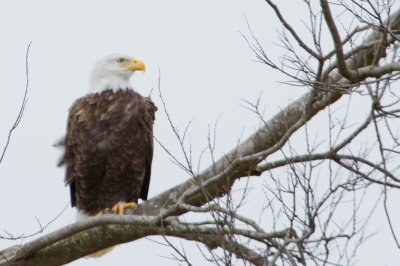 Image 2258 - Professional Wildlife photography by Bobby Shull