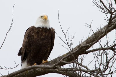 Image 2269 - Professional Wildlife photography by Bobby Shull