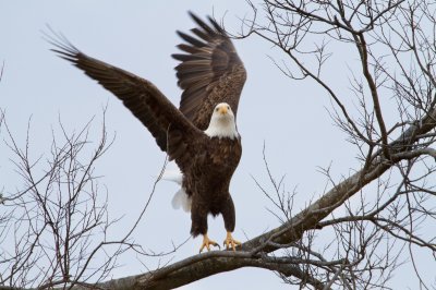 Image 2312 - Professional Wildlife photography by Bobby Shull