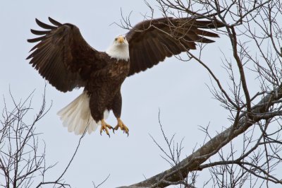 Image 2313 - Professional Wildlife photography by Bobby Shull