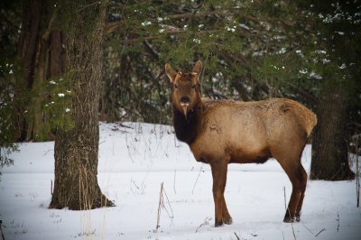 Image 2540 - Professional Wildlife photography by Bobby Shull