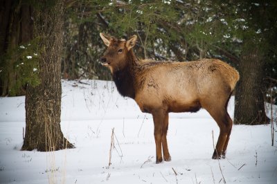 Image 2550 - Professional Wildlife photography by Bobby Shull