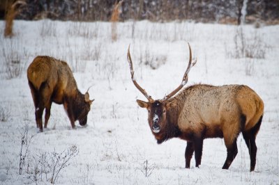 Image 2608 - Professional Wildlife photography by Bobby Shull