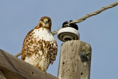 Image 2818 - Professional Wildlife photography by Bobby Shull