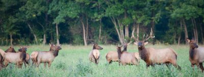 Image 3476 - Professional Wildlife photography by Bobby Shull