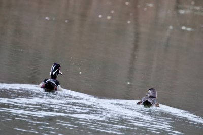 Image 3966 - Professional Wildlife photography by Bobby Shull
